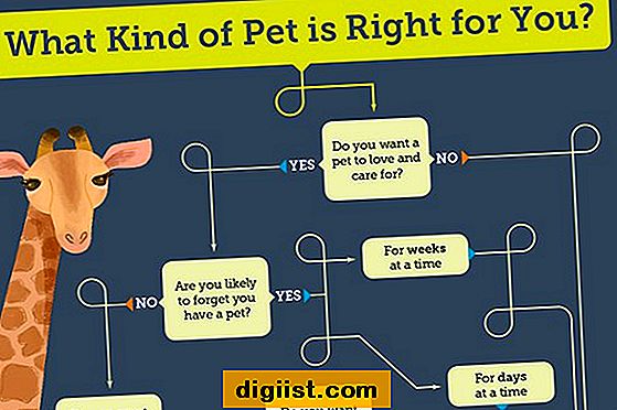 Vilken typ av husdjur är rätt för dig?