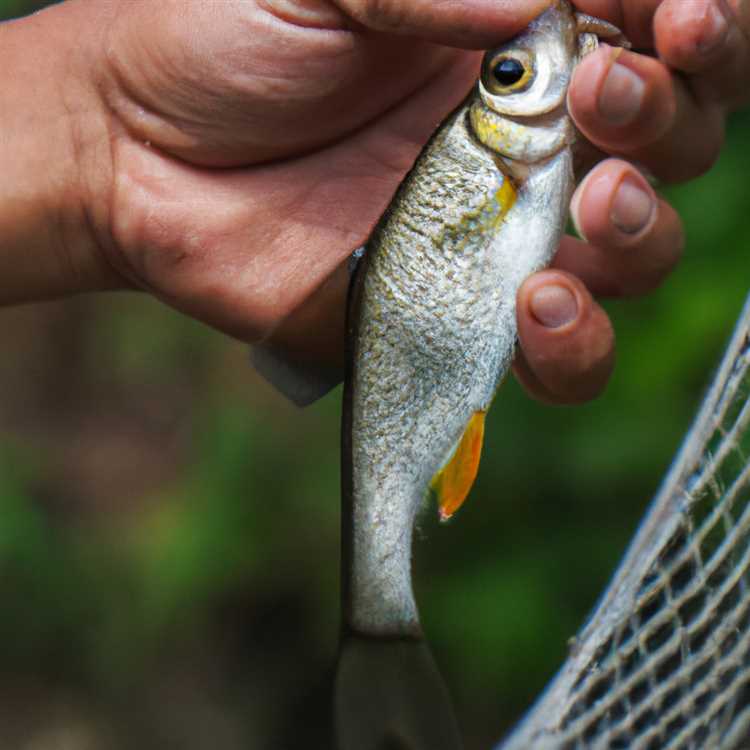 Come fare la pesca: una guida passo-passo per i principianti