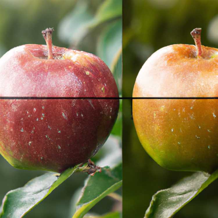Perbandingan Fitur dan Kelebihan Apple Photos dibandingkan dengan Pixelmator, Lightroom, dan Photoshop